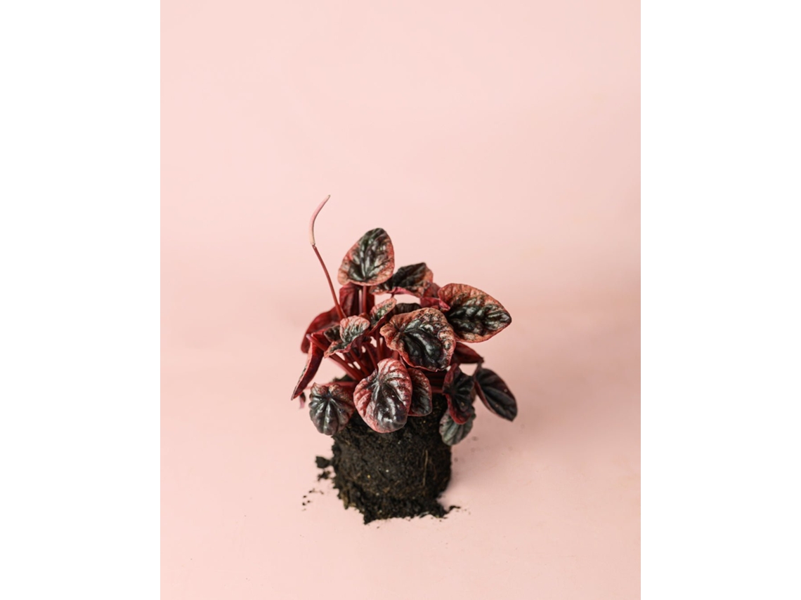 Planta Peperomia Abricot M, vaso Ø11 cm, pet friendly