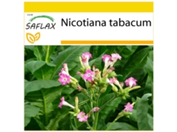 SAFLAX Conjunto de Cultivo Tabaco Virgínia Genuíno Nicotiana Tabacum 250 Sementes com Mini Estufa Substrato de Cultivo e 2 Vasos