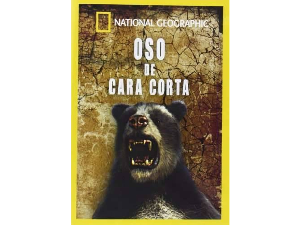 DVD Oso De Cara Corta (Edição em Espanhol)