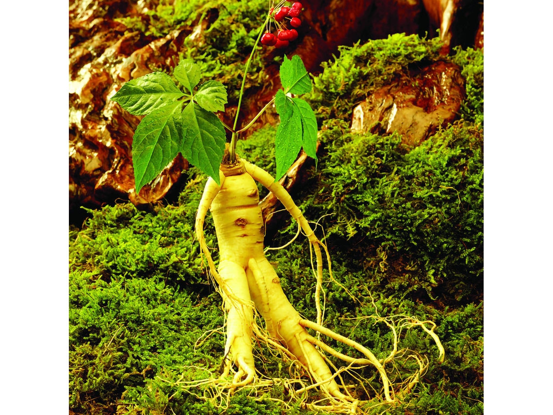 Sementes de Ginseng Primerox para Plantio em Jardim Herbácea Medicinal Fácil Crescimento