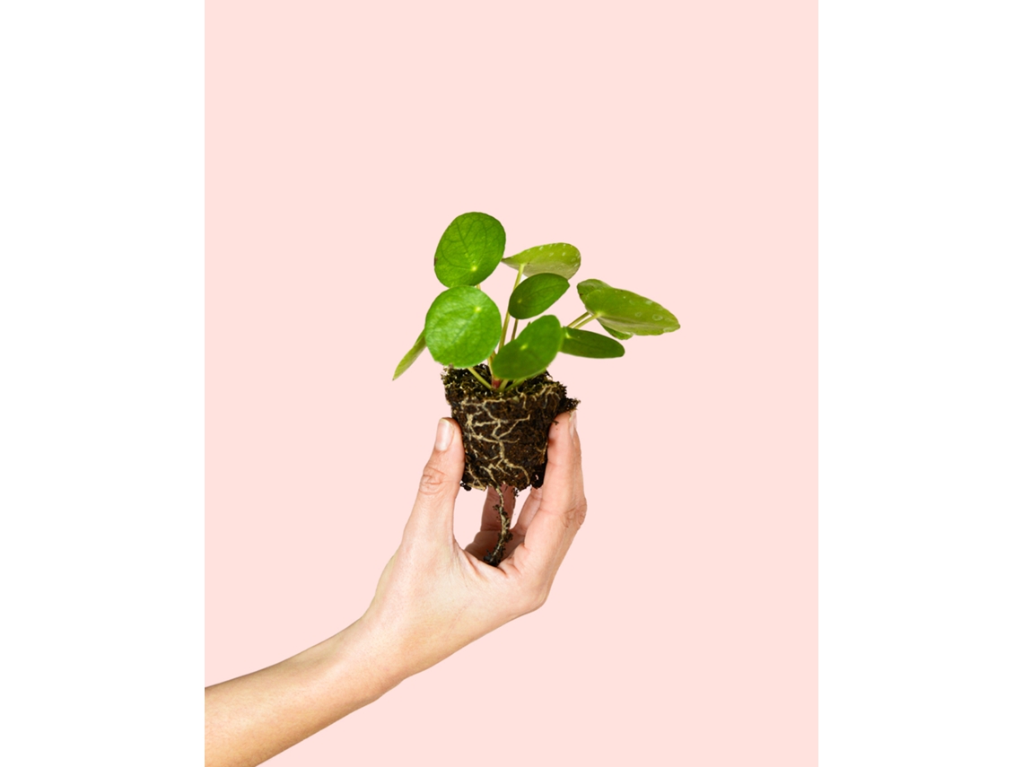 Pilea Peperomioides | Planta Natural De Interior Pet Friendly E Resistente | Pur Plant