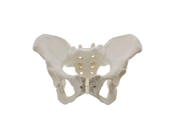 Modelo De Pelvis Femenina Em Escala Real, Modelo De Anatomia Pelviana Osso Da Cadera Mulher