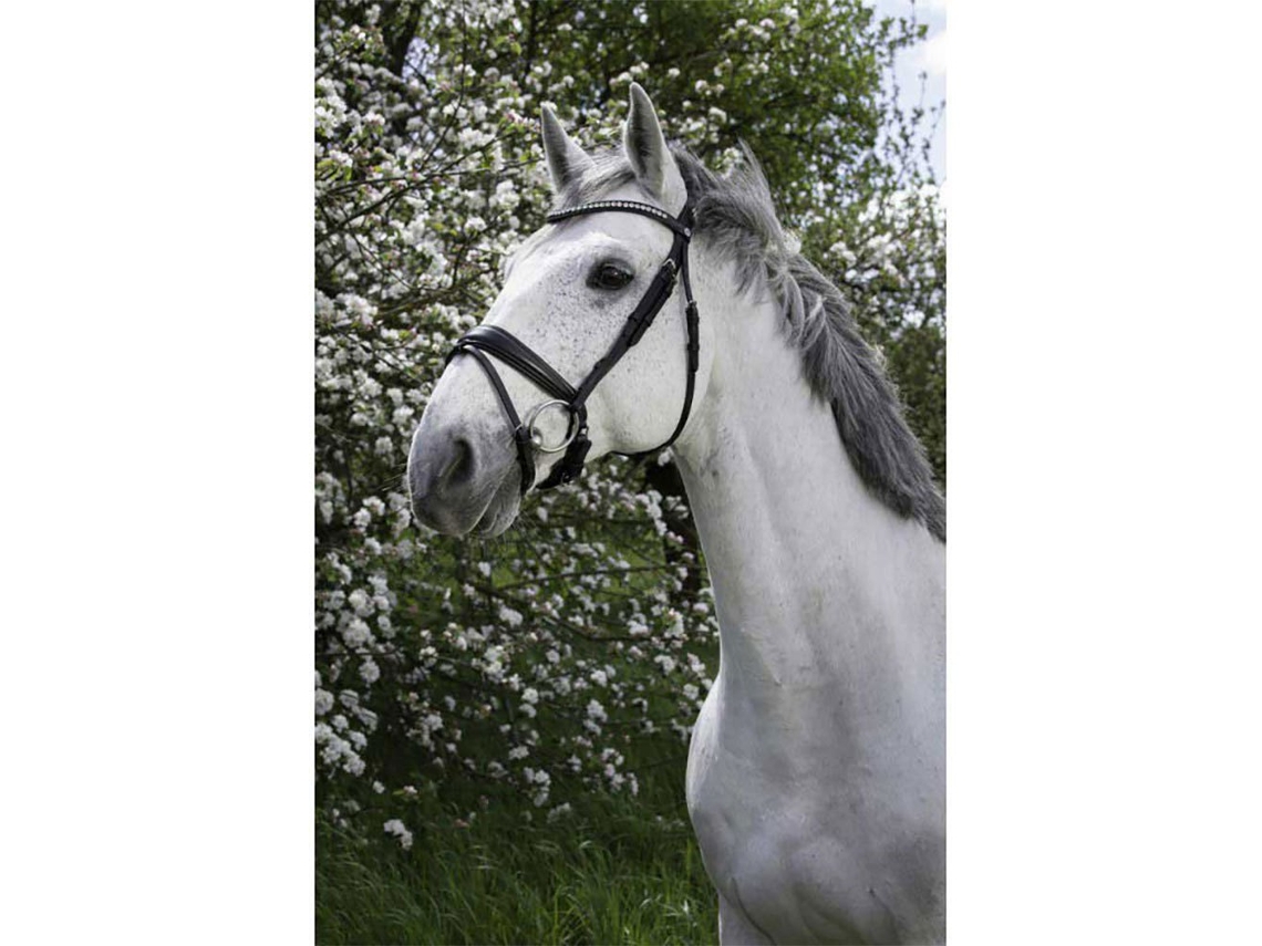 Cabeçada Strass Verde Fullnorton Equestrian