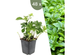 | 48 Ysander Plantas | Pachysandra Terminalis Green Carpet | Cobertura Do Solo Hardy | Perenes Hardy | Plantas De Jardim Plants By Frank