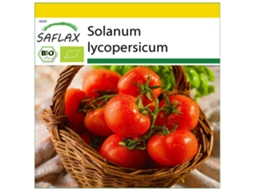 SAFLAX Conjunto de Cultivo Orgânico Tomate Rosa Bernese Solanum Lycopersicum 10 Sementes com Mini Estufa Substrato de Cultivo e 2 Vasos