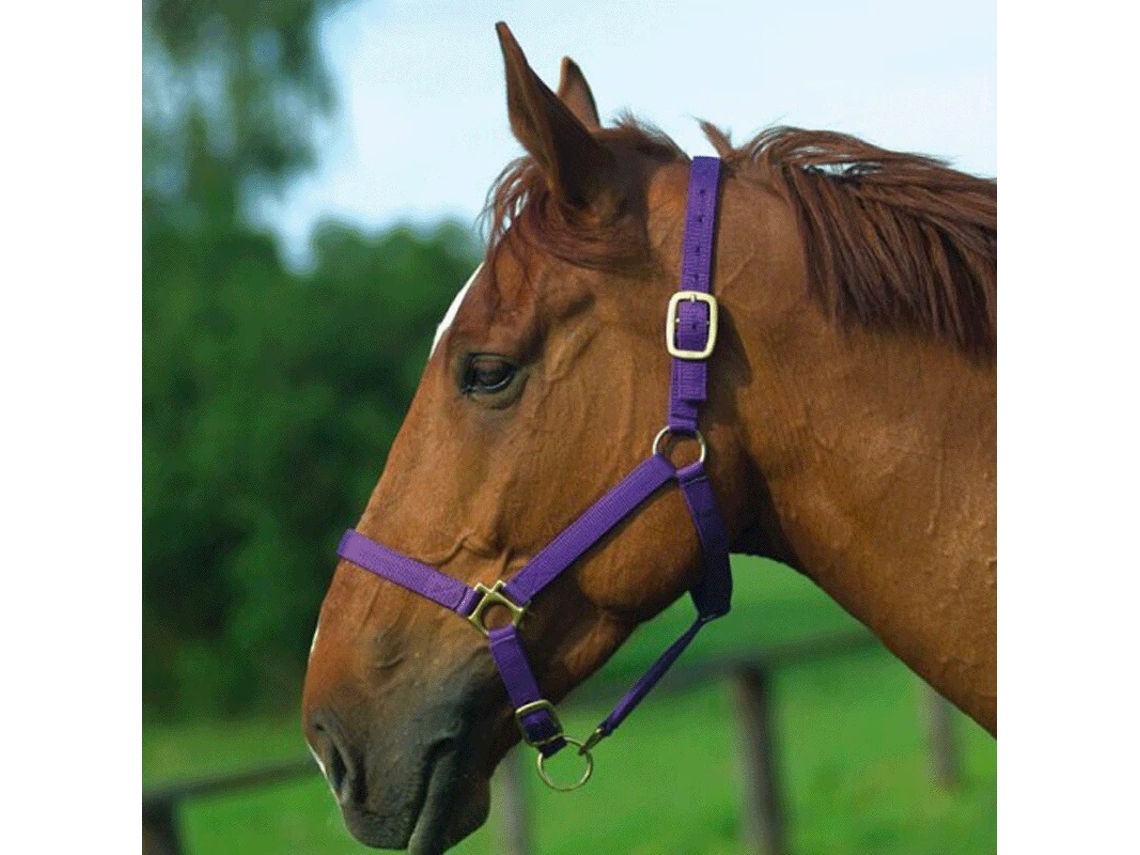 Halter Norton Doublé cuir