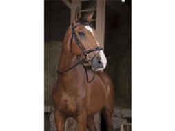 Rédeas Supergrip Castanho Fullnorton Equestrian