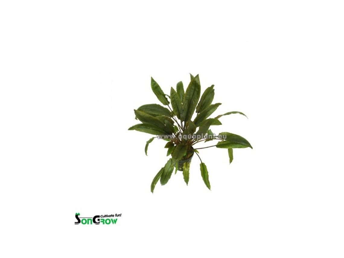 Cryptocoryne Species Brown