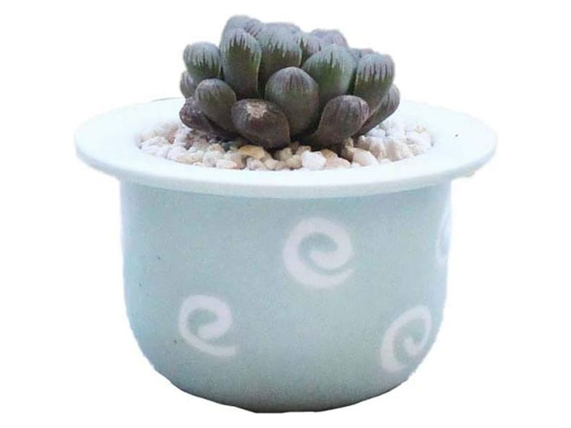 Potes de Flores Mini para Suculentas em Cerâmica | S/MARCA