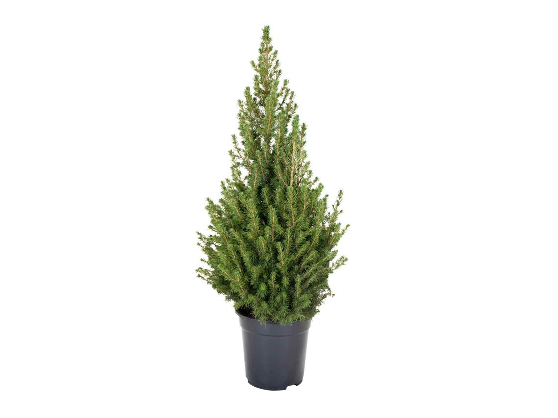 Pinheiro Natural BIOMAPLANTS Picea Glauca (90-100  cm - Vaso 21  cm)