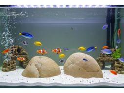 Seixos Decorativos Para Aquários Alpino Marrón / 25 Unidades