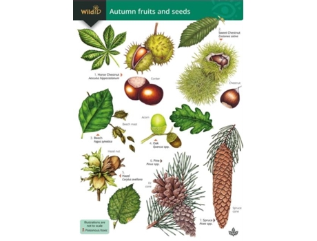 Livro Autumn fruits and seeds de Simon Norman (Inglês)