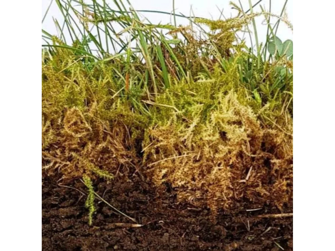 Alga Natura Boost Bioestimulante Marinho Orgânico Concentrado | 5 Litros | 100 Natural Vetonek