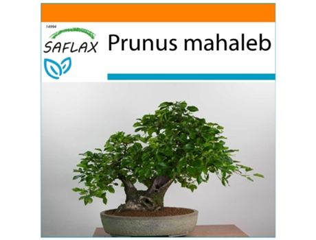 SAFLAX Garden In The Bag Cerejeira Prunus Mahaleb 30 Sementes com Substrato de Cultivo em Saco Prático e Automontante