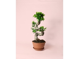 Bonsai Ficus Ginseng | Planta Natural De Interior Tronco Em S | Vaso Ø27 Cm | Pur Plant