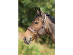 Cabresto de couro para cavalos HFI Grooming