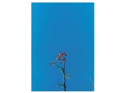 Vinil Lp-Joanna Newson & Ys Street Band -Ep- -12"-