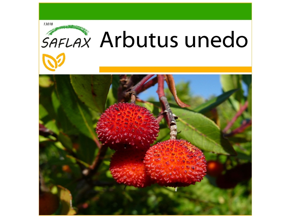 SAFLAX Medronheiro Arbutus Unedo 50 Sementes com Substrato de Cultivo Livre de Germes