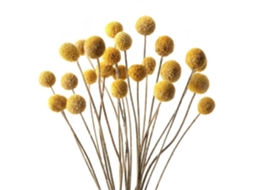 20 Peças de Buquê Flores Secas Yunnan, Bola Pequena, 1 Peça de Buquê Grande BRILVIBERA