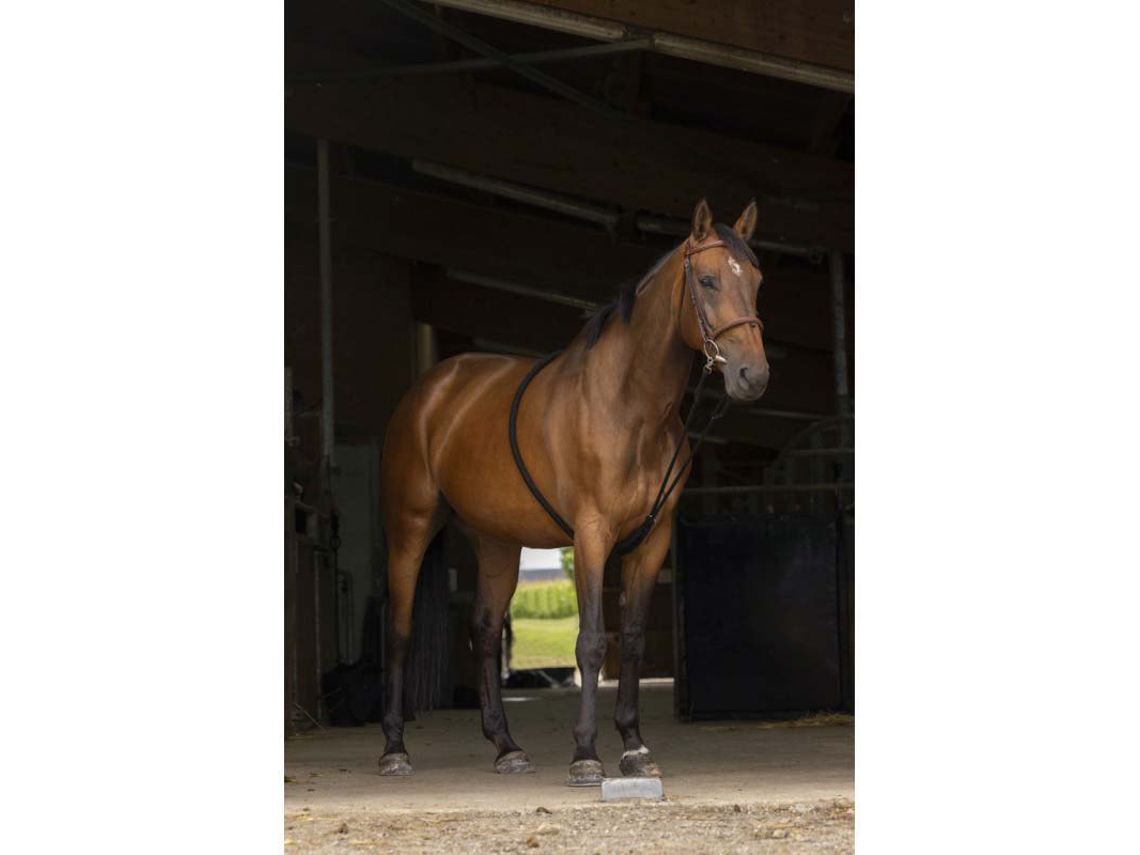 Extensor Suave Preto Ponynorton Equestrian