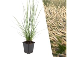 6 Plantas de Grama de Limpeza de Lâmpada, Pennisetum Alopecuroides 'hameln', Cobertura Resistente, Perenes, PLANTS BY FRANK