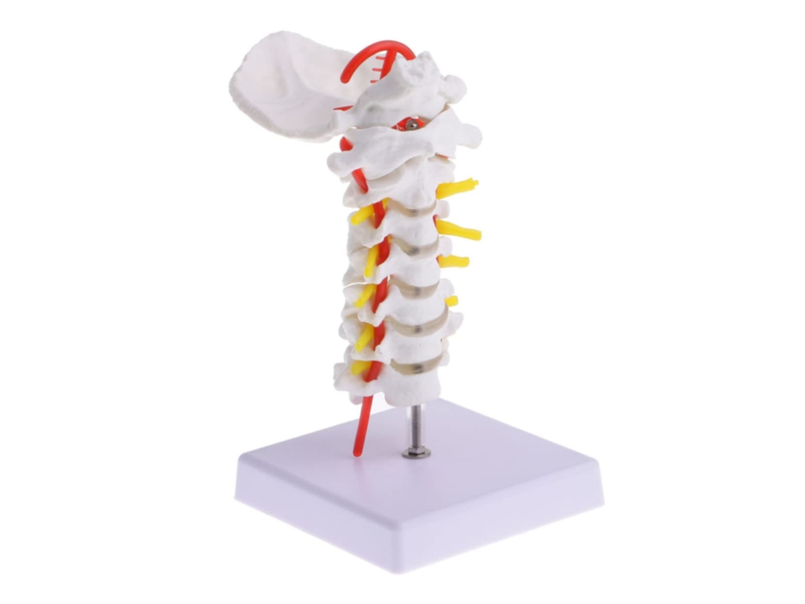 Modelo Cervical Com Artéria Carótida Para Ensino
