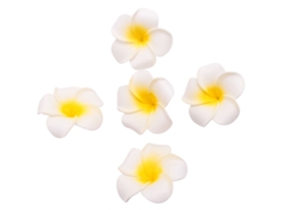 100 Pétalas Artificiais de Flor de Frangipani Havaiana em Espuma Branca para Decoração de Chapéu, Coroa e Casamento Diy, 5 Cm AQUAFORGE