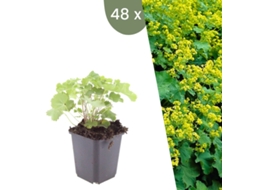 | 48 Plantas De Manto De Senhora | Alchemilla Mollis | Cobertura Do Solo Hardy | Perenes Hardy | Plantas De Jardim Hardy Plants By Frank