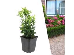 48 Plantas de Arbusto Fusiforme Verde, Euonymus Japonicus 'green Spire', Cobertura Resistente, Perenes, PLANTS BY FRANK