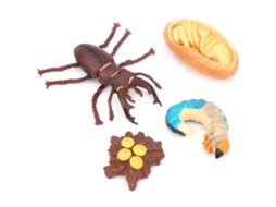 Mali modelo de Ciclo de Vida Animal Brinquedo Educativo para Crianças Simulação Pvc