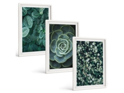Conjunto De Pinturas Suculentas Moldura Branca Quadros Para O Escritório Espelharte (3 Piezas De 40x60 Cm)