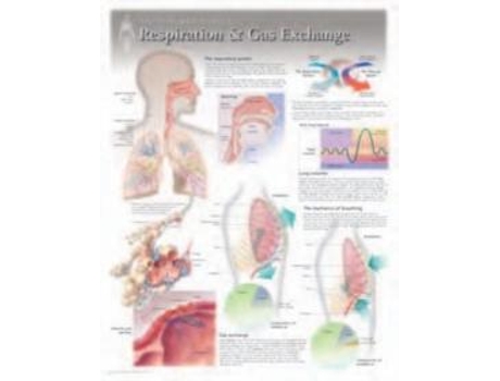 Livro Respiration Amp Gas Exchange Laminated Poster De Scientific Publishing (inglês)