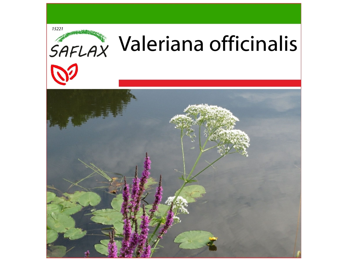 SAFLAX Valeriana Valeriana Officinalis 200 Sementes com Substrato de Cultivo Livre de Germes