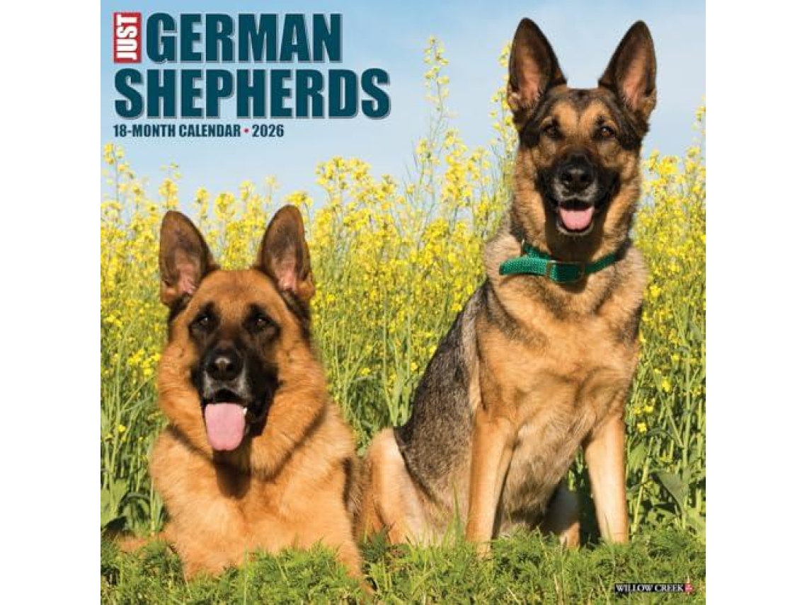 Livro German Shepherds 2026 Wall Calendar de Willow Creek Press (Inglês)