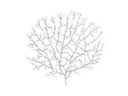 Ramo De Coral Peacock Tree Duplo Cabeça Branco 45cm