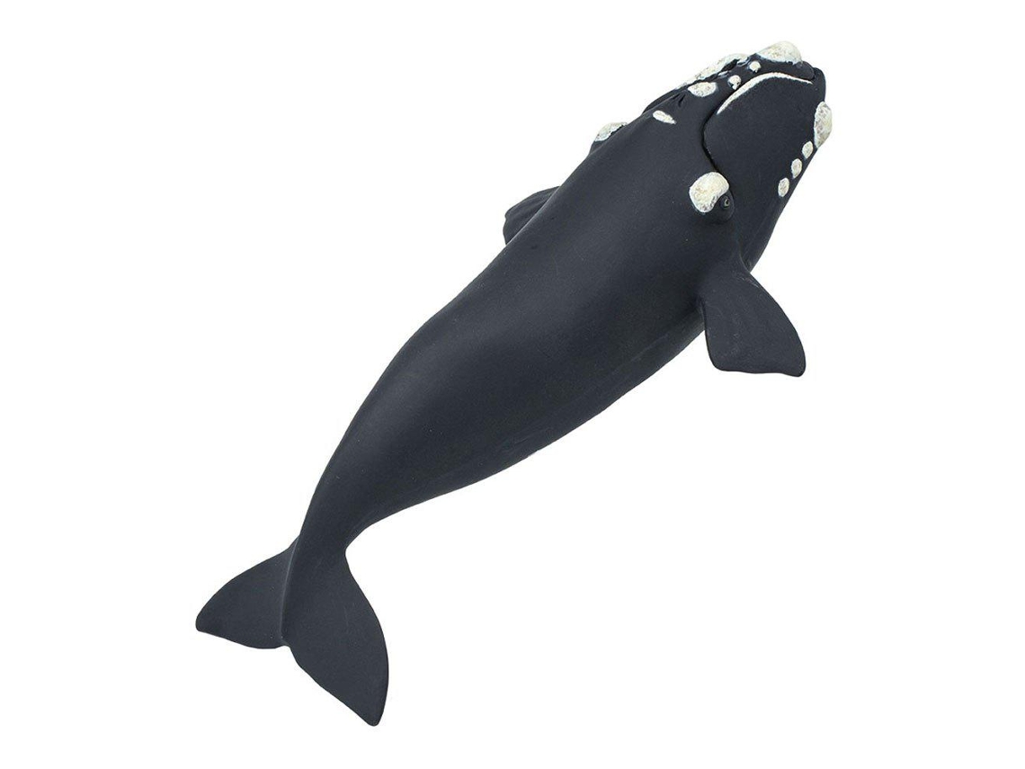SAFARI Right Whale
