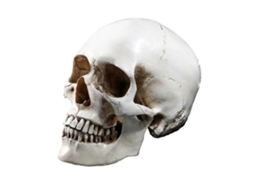 11 Modelo De Crânio Humano Réplica Resina Traçado Anatômico Médico Esqueleto De Ensino Médico Decoração De Halloween Estátua Slowmoose