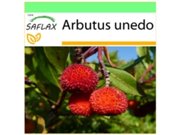 SAFLAX Garden To Go Medronheiro Arbutus Unedo 50 Sementes com Vaso Tampa Climática e Substrato de Cultivo