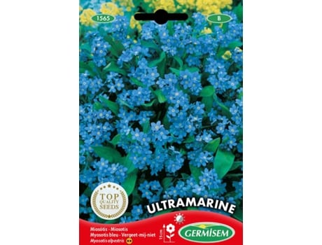 Sementes  Miosótis Ultramarine