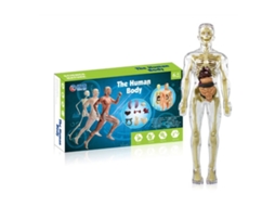Modelo De Esqueleto De Anatomia Do Corpo Humano Com Partes Removíveis Para Crianças Pré Escolares Materiais De Educação Médica Null T Slowmoose