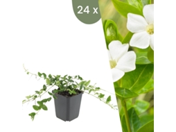 | 24 Plantas De Pervinca Branca | Vinca Minor Alba | Cobertura Do Solo Hardy | Perenes Hardy | Plantas De Jardim Hardy Plants By Frank