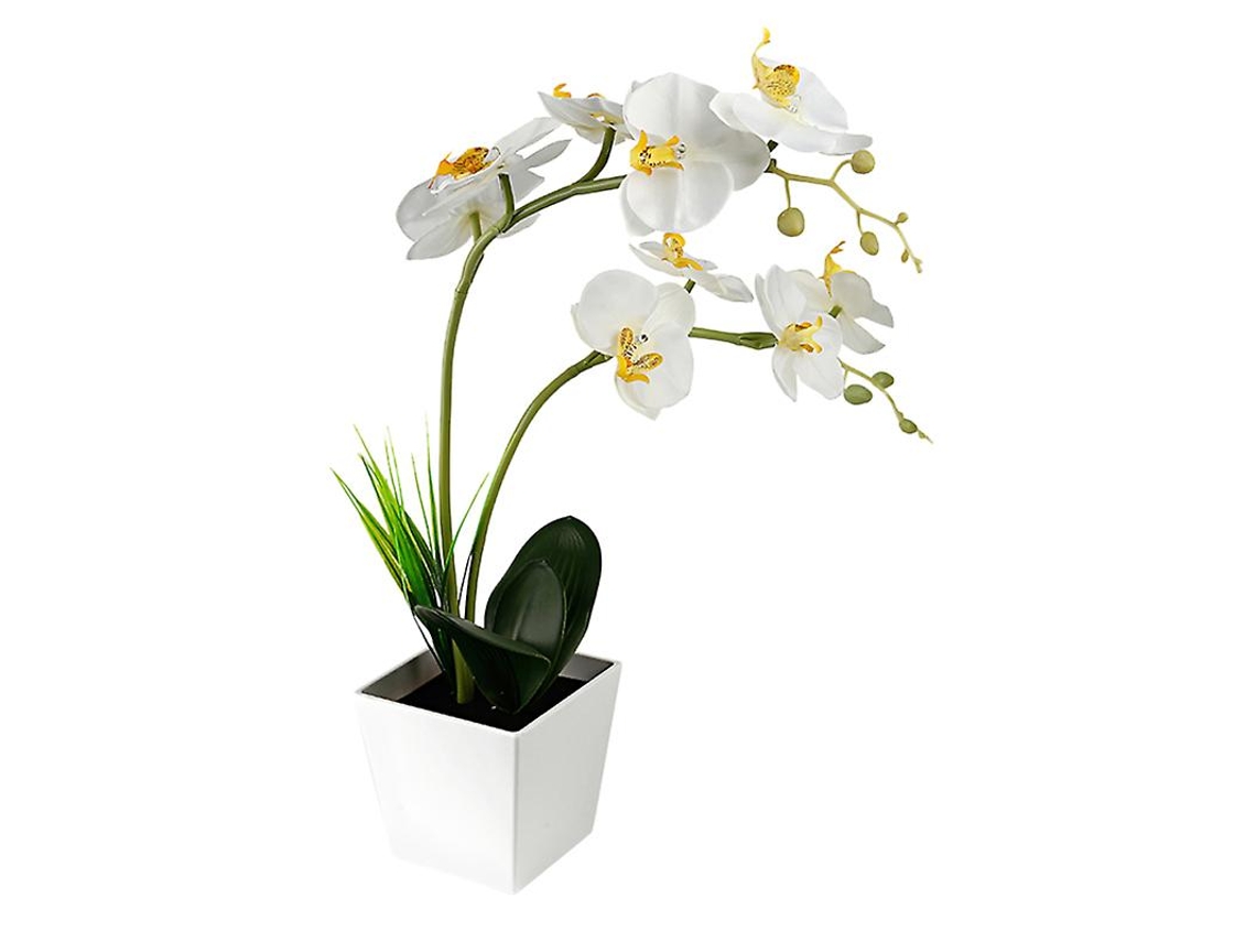 9Un Luz Orquídea ALLINLESS