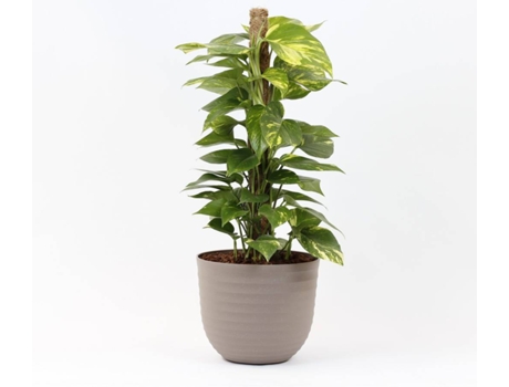 Planta Natural  Scindapsus Aureum c/Vaso (Biodegradável, Linho - Bege - 90-100 cm)