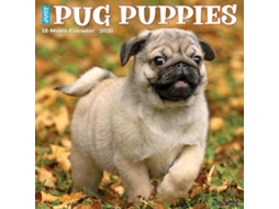 Livro Pug Puppies 2026 12 X 12 Wall Calendar de Willow Creek Press (Inglês)