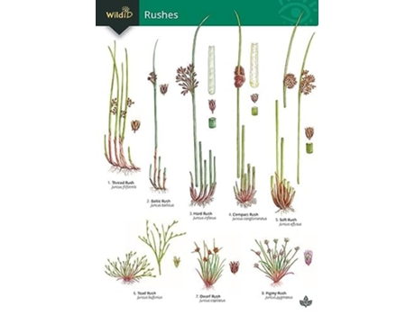 Livro Guide to rushes de Wallace e Hilary (Inglês)