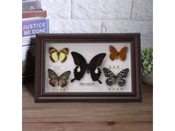 Espécime Borboleta Exquistita Aniversário Decoração Casa Moldura Preta
