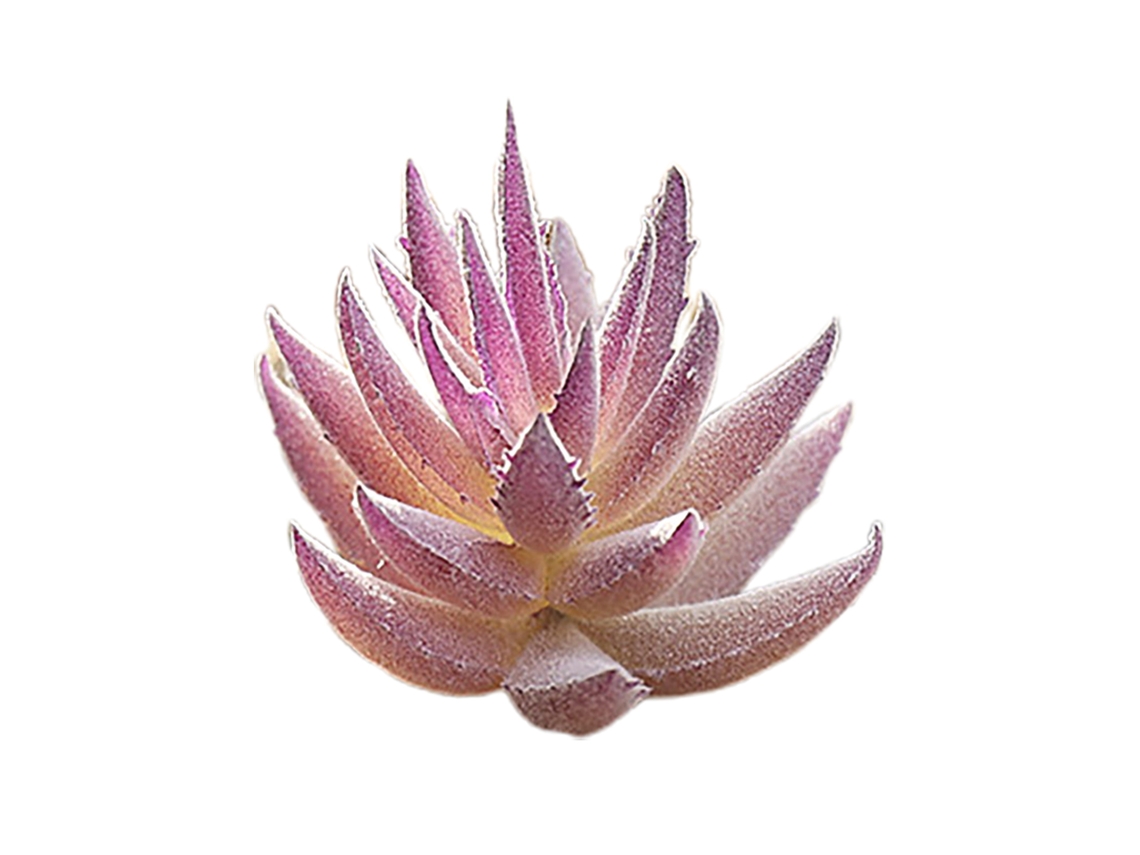 Planta Suculenta Aloe Vera Presente Grátis Para Artesanato