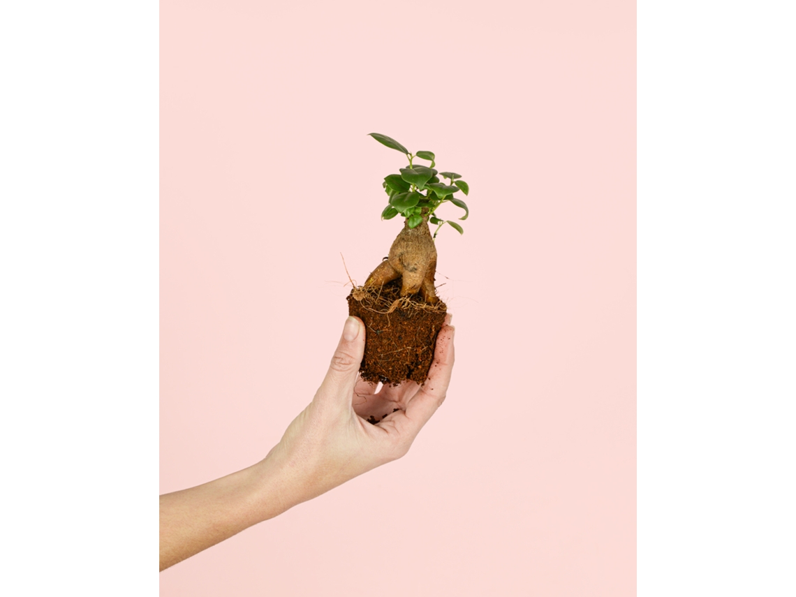 Ficus Microcarpa Mini | Bonsai Natural De Interior Resistente E Purificador | Pur Plant