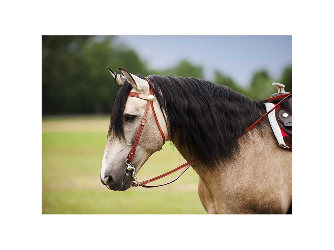 Refrear Two Tone Coloridowestride