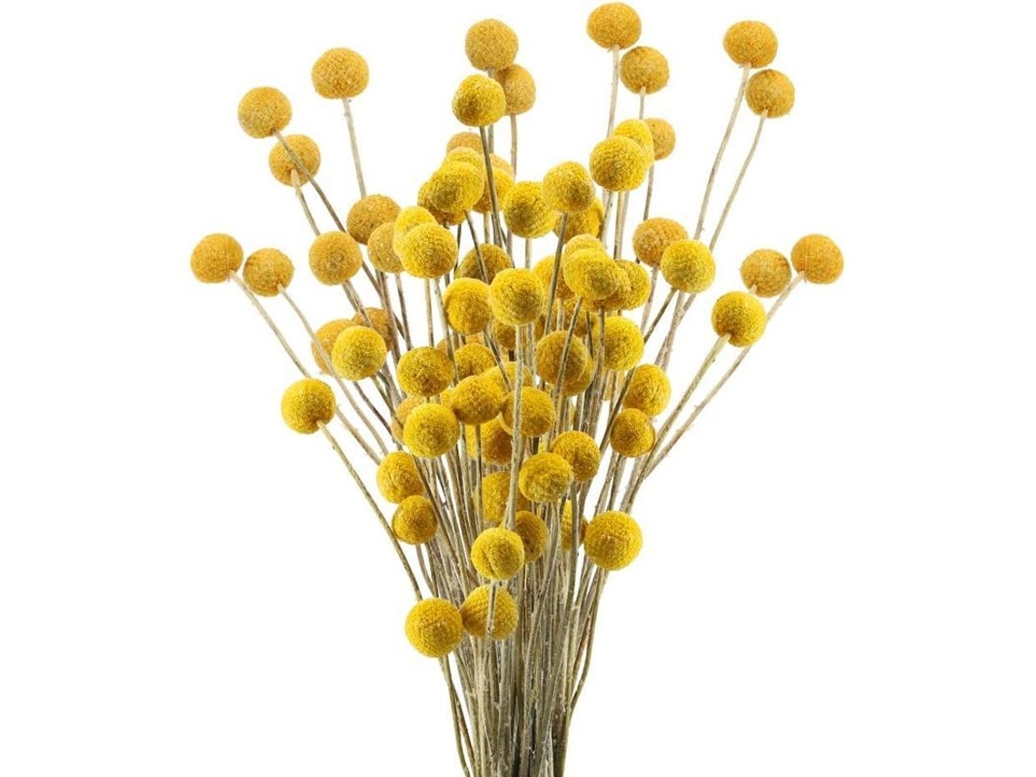 30 Ramos De Flores Secas Craspedia Natural Botón Amarillo Bouquet Decoración Diy
